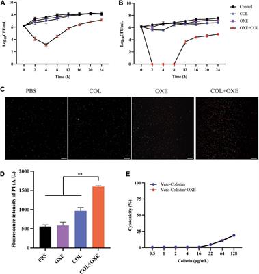 The synergistic antibacterial activity and mechanism of colistin-oxethazaine combination against gram-negative pathogens